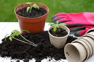 Jak sadzić pomidory w doniczce